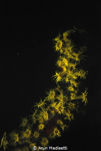 Golden zoanthinds under UV light by Arun Madisetti 